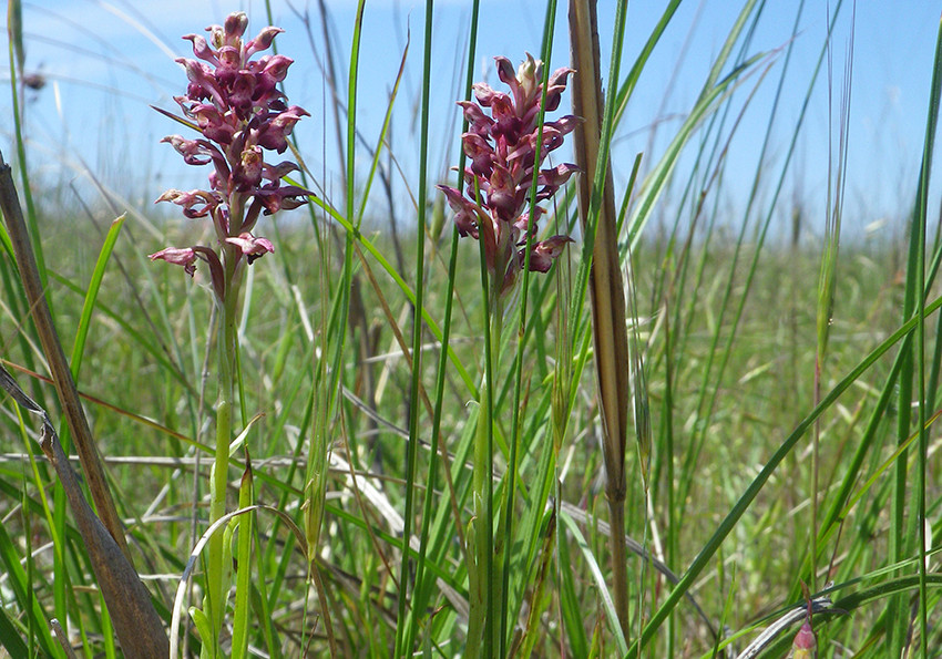  блощична (Anacamptis coriophora).